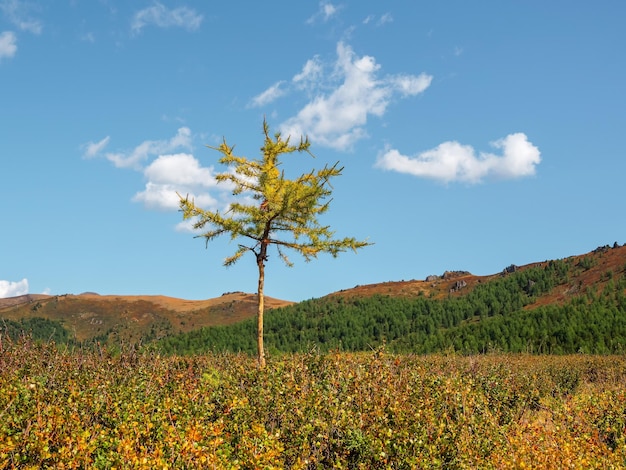 Selektiver Fokus Ein kleiner gelber Lärchenbaum inmitten eines goldenen Feldes im Herbst Malerische Berglandschaft mit Nadelbaum auf gelbem Herbsthang