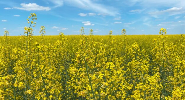 Selektiver Fokus, ein Rapsfeld vor blauem Himmel, das die Flagge der Ukraine zeigt, ein Symbol der Ukraine. Unabhängigkeitstag der Ukraine.