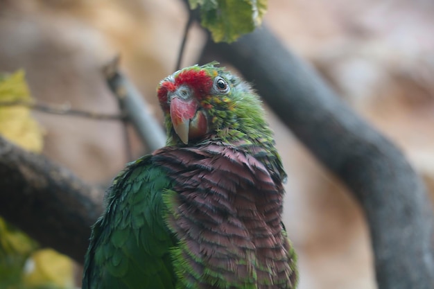 Selektiver Fokus Ein schöner Papagei sitzt auf einem Baum