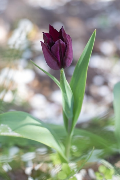 Selektiver Fokus einer lila Tulpe im Garten mit grünen Blättern Unscharfer Hintergrund Eine Blume, die an einem warmen sonnigen Tag unter dem Gras wächst Frühling und Ostern natürlicher Hintergrund mit Tulpe