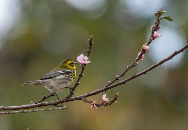 Selektiver Fokus eines kleinen Trällerervogels, der auf einem Baumzweig sitzt