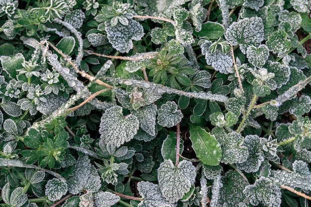 Selektiver Fokus erster Frost auf einem gefrorenen Feld Pflanzen Spätherbst Nahaufnahme schöne abstrakte gefroren