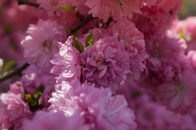 Selektiver Fokus. Frühlingshintergrund. Frühlingsblumen.