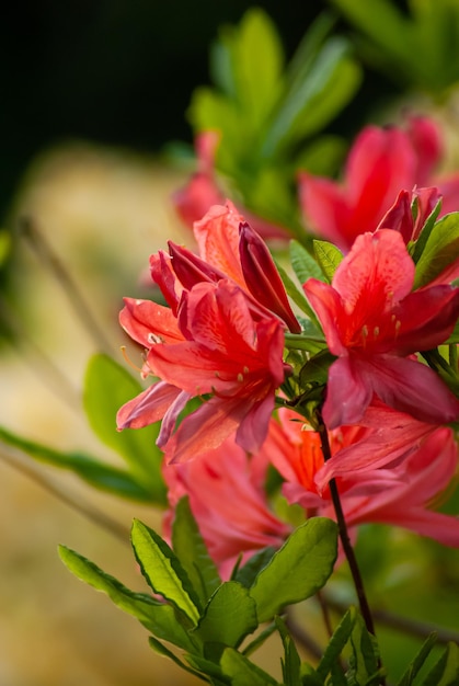 Selektiver Fokus. Frühlingshintergrund. Frühlingsblumen.