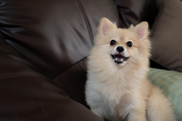 Selektiver Fokus Hund auf einem Sofa in lustiger Pose Süßer pommerscher Hund mit glücklichen Augen liegt und schläft