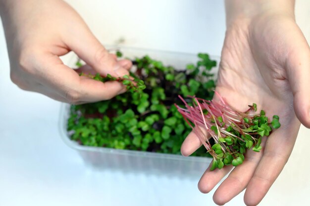 Selektiver Fokus. Makro. Microgreens in der Hand. Radieschensprossen.