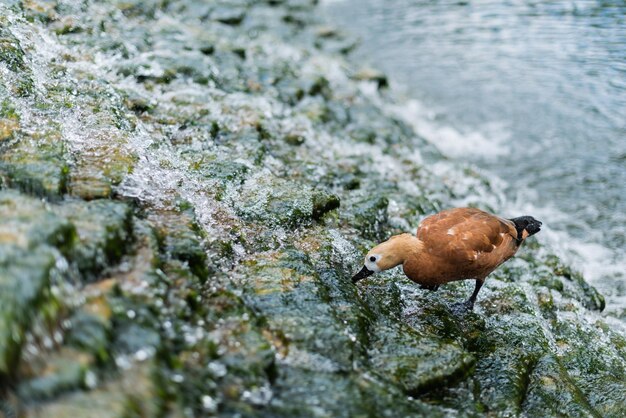 selektiver Fokus Möwe stehende Steine