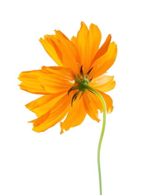 Selektiver Fokus Orange Blume, Cosmos-Blume isoliert auf weißem Hintergrund. Datei enthält mit Beschneidungspfad so einfach zu arbeiten.