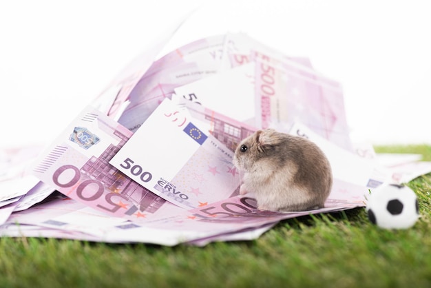 selektiver Fokus pelziger Hamster Euro