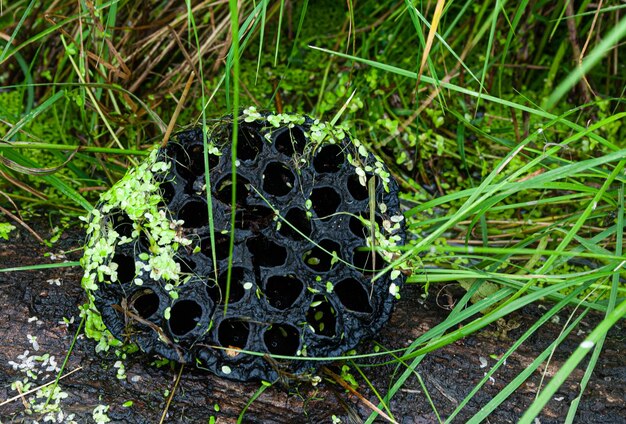 Selektiver Fokus. Schöne Lotusblumen.