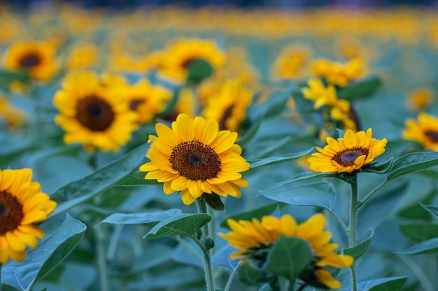 Selektiver Fokus Sonnenblumen in einem Naturhintergrund Schöne gelbe Blumen im Feld