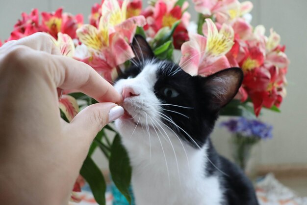 Foto selektiver fokus textur lila blumen feldgärten herbsthintergrund