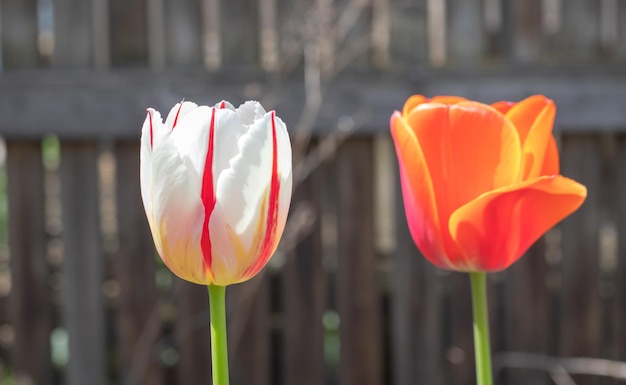 Selektiver Fokus Tulpen im Garten mit grünen Blättern auf weißem und rotem, unscharfem Hintergrund eine Blume