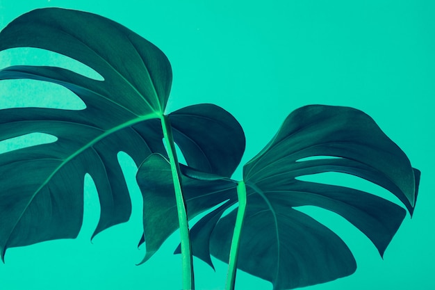 Selektiver fokus von monstera-blättern (blatt) auf bunt zum dekorieren der komposition