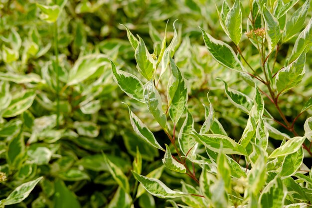 Selektiver Fokus von Variegated False Hollycream, umrandetes Laub. Hintergrund aus grünen Blättern mit weißen Rändern