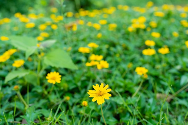 Selektiver Fokus Wedelia trilobata Blume, die auf dem Feld blüht.