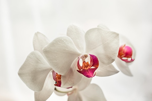 Selektiver Fokus Weiß blühende Orchideenblüte aus nächster Nähe Dekoratives Zuhause Phalaenopsis-Blumenblüte