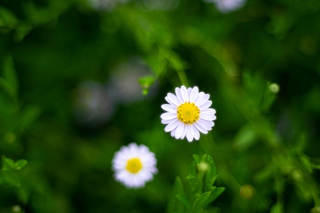 Selektiver Fokus weiße kleine Gänseblümchen mit weißen Blütenblättern und gelbem Kern Weiße Wildblumen mit verschwommenem Hintergrund aus grünen Blättern