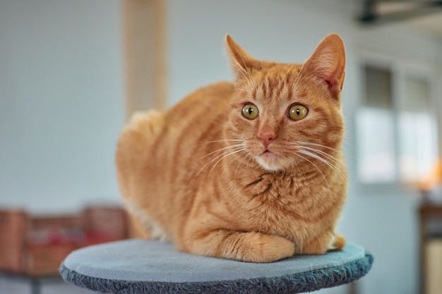 Selektiver Fokusschuss einer schönen Ingwerkatze, die auf dem Katzenturm liegt