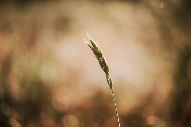 Selektiver Weichzeichner von trockenem Gras, Schilf, Stielen, die im Wind bei goldenem Sonnenuntergangslicht wehen