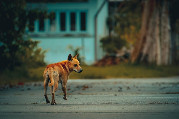 Seletiva de um cachorro vadio na rua