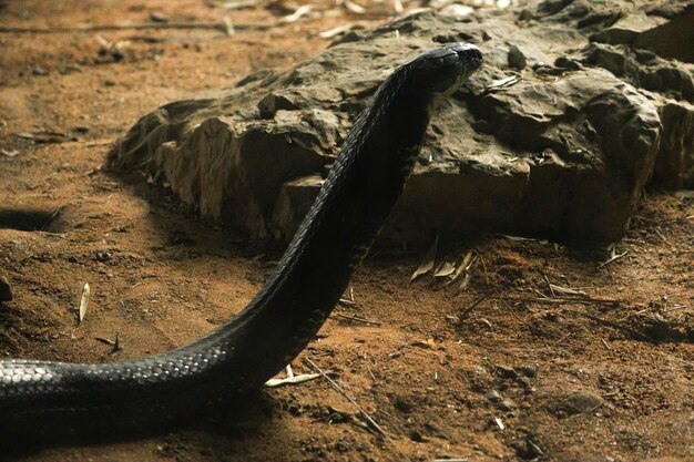 Foto seletivo de uma cobra-real ophiophagus hannah perto de uma pedra