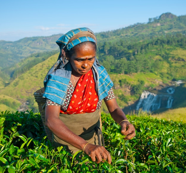 Seletor de chá em uma plantação no Sri Lanka