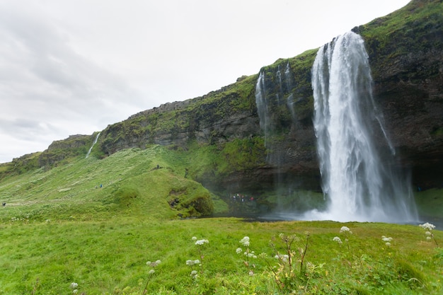 Seljalandsfoss cae en la vista de la temporada de verano, Islandia. Paisaje islandés.