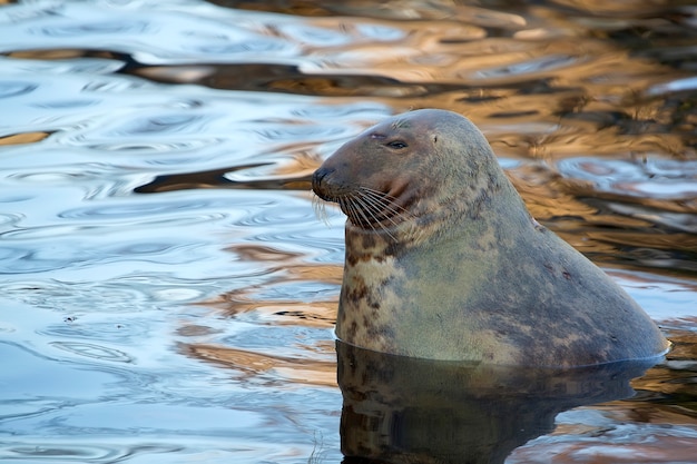 Sello en el agua