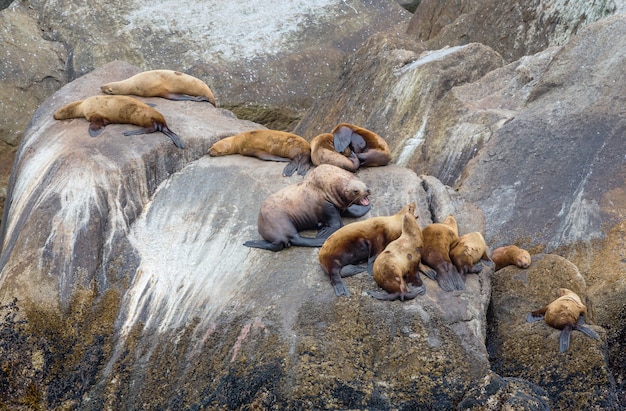 Sello bastante relajante en la costa de piedra