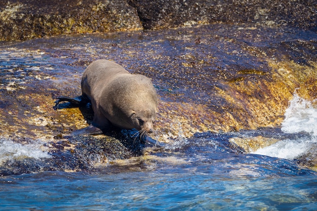 Sello preparándose para saltar al agua desde la roca en Hout Bay, Sudáfrica