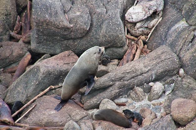 Sellos en la costa oeste de Nueva Zelanda