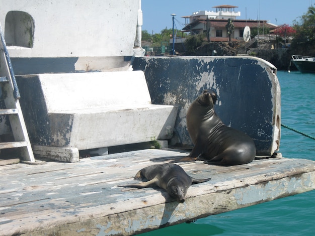 Sellos de Galápagos