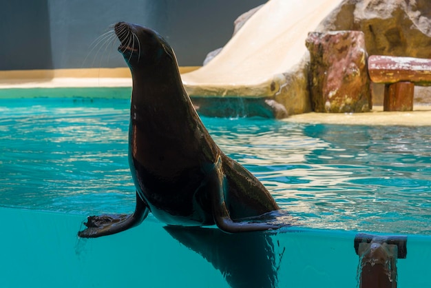 Selo da marinha no zoológico no desempenho