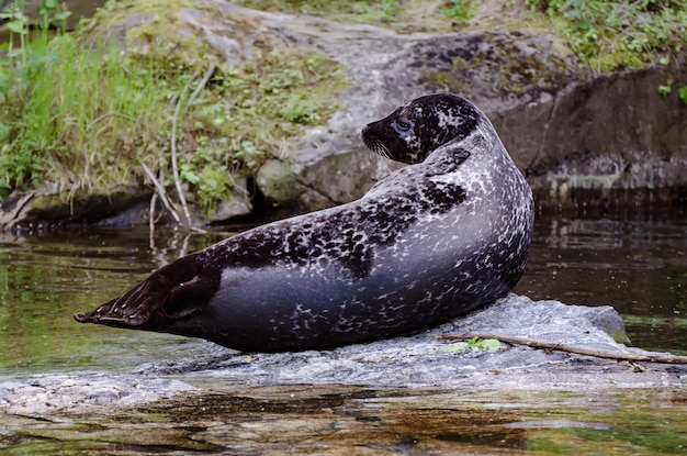 Selo único descansando