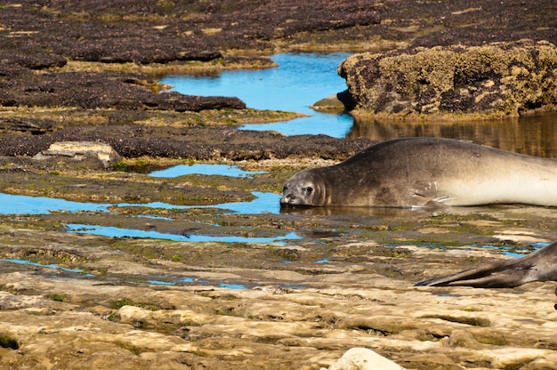 Selos na patagonia da praia, argentina