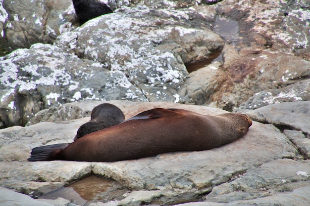 Selos no Pacífico, Kaikoura, Nova Zelândia