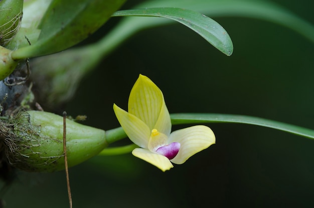 Seltene Arten wilde Orchideen Bulbophyllum sillenianum