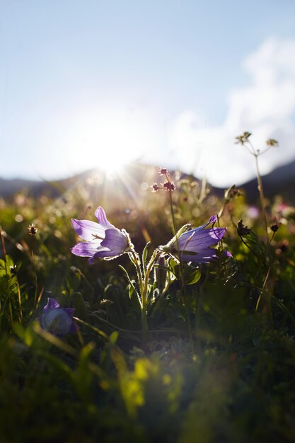 Foto seltene gebirgsblumen und -pflanzen, die am abhang des kaukasus wachsen