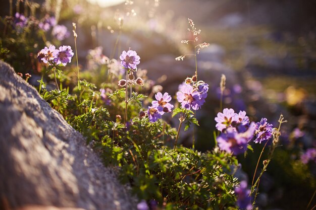 Seltene Gebirgsblumen und -pflanzen, die auf dem Abhang des Kaukasus, sonnige Dämmerung wachsen