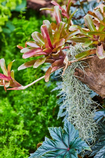 Seltene Neoregelia-Feuerkugelpflanze mit wunderschönem blau-grünem Blatt darunter mit roten Adern