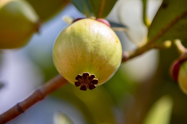 Seltene und exotische tropische Frucht. Botanische Identifizierung nicht gefunden. Mangostanähnliche Frucht