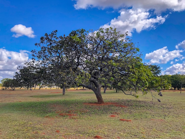 Foto seltener baum pouteria guianensis oder pouteria torta oder pouteria hispida, bekannt als „curriola peluda“.