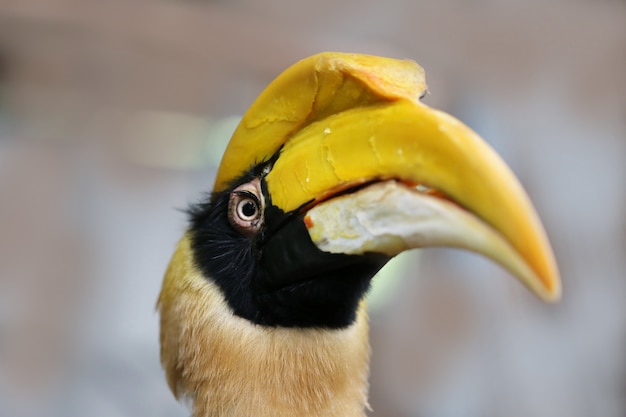 Seltener Nashornvogel, Thailand