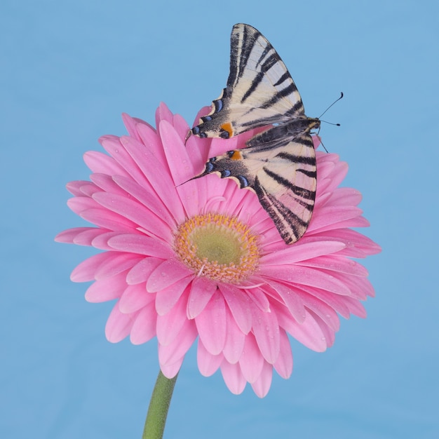 Seltener Schwalbenschwanz (Iphiclides podalirius) auf einer rosa Blume mit einer blauen Wand