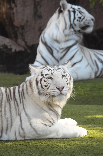 Seltener schwarz-weiß gestreifter erwachsener Tiger