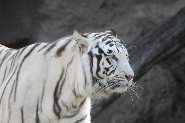 Foto seltener schwarz-weiß gestreifter erwachsener tiger