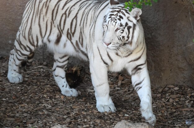 Foto seltener schwarz-weiß gestreifter erwachsener tiger