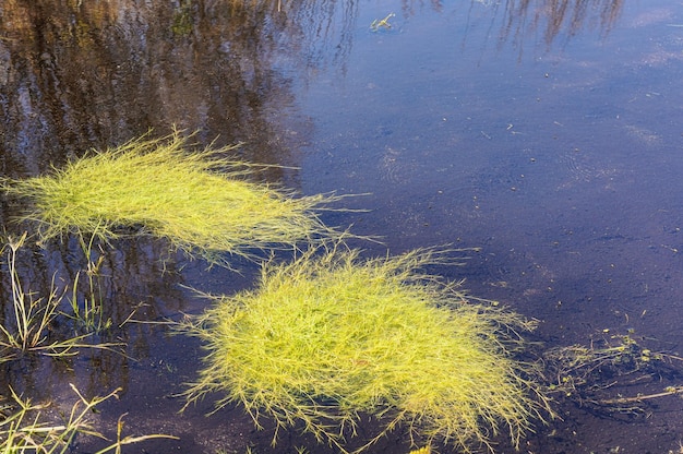 Foto seltsame wasserpflanzen, die an der oberfläche eines kleinen sees im andringitra-nationalpark wachsen, wie während der wanderung zum pic boby zu sehen war. der größte teil der flora ist auf madagaskar endemisch