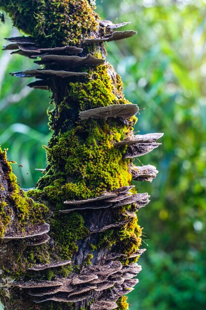 Seltsamer Pilz im Regenwald.